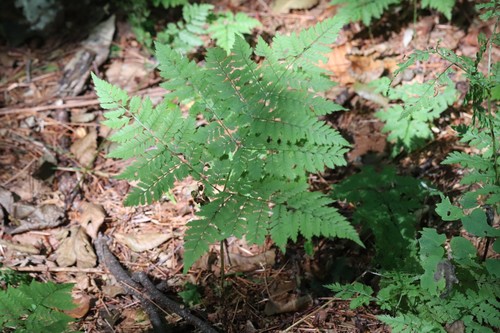Dryopteris amurensis (Dryopteris amurensis)