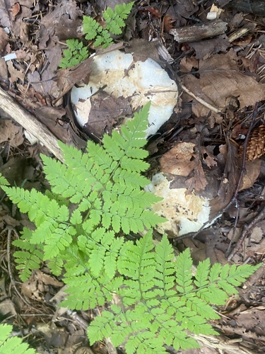 Dryopteris amurensis (Dryopteris amurensis)