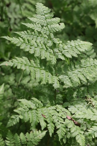 Dryopteris amurensis (Dryopteris amurensis)