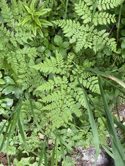 Dryopteris amurensis (Dryopteris amurensis)