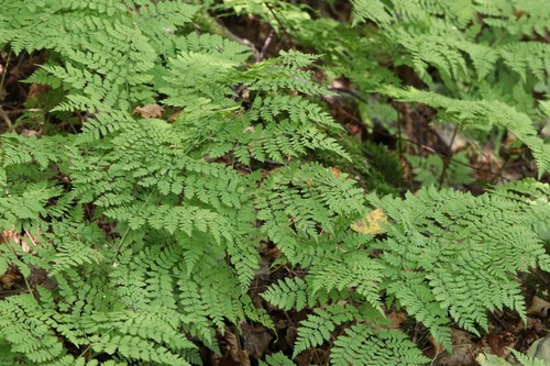Dryopteris amurensis (Dryopteris amurensis)
