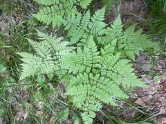 Dryopteris amurensis (Dryopteris amurensis)