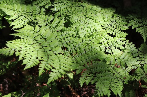 Dryopteris amurensis (Dryopteris amurensis)