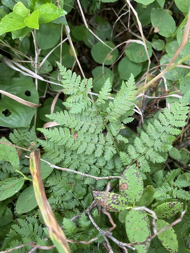 Dryopteris amurensis (Dryopteris amurensis)