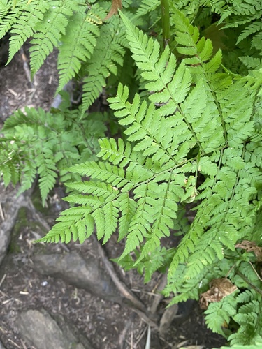 Dryopteris amurensis (Dryopteris amurensis)