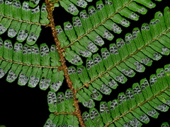 Dryopteris apiciflora (Dryopteris apiciflora)