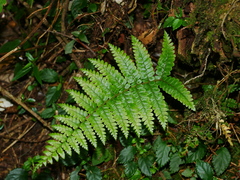Dryopteris apiciflora (Dryopteris apiciflora)