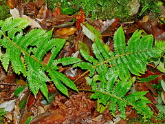 Dryopteris apiciflora (Dryopteris apiciflora)