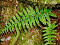 Dryopteris apiciflora (Dryopteris apiciflora)