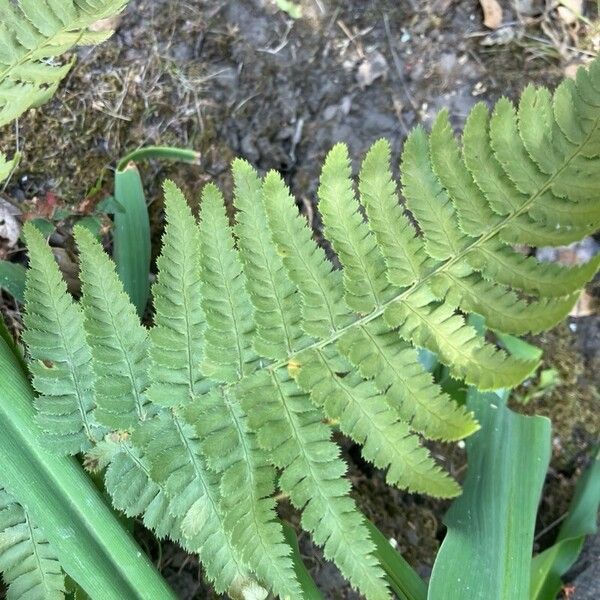 Coastal woodfern (Dryopteris arguta)