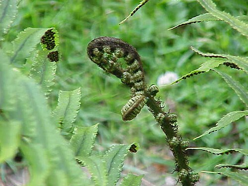 Dryopteris atrata: Species : Dryopteris atrata Family : Aspidiaceae Image No. 1