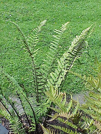 Dryopteris atrata (Dryopteris atrata)
