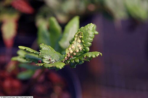 Dryopteris atrata: Location taken: American Plant Food Company, 7405 River Road, Bethesda MD.. Names: Dryopteris atrata (Wall) Ching, Shaggy Shield Fer Classification: Plantae > P