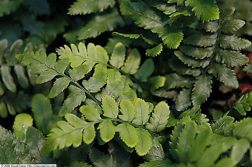 Dryopteris atrata: Location taken: American Plant Food Company, 7405 River Road, Bethesda MD.. Names: Dryopteris atrata (Wall) Ching, Shaggy Shield Fer Classification: Plantae > P