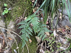 Dryopteris bissetiana (Dryopteris bissetiana)