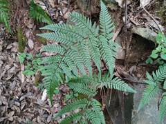 Dryopteris bissetiana (Dryopteris bissetiana)