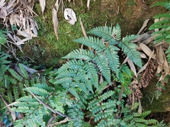 Dryopteris bissetiana (Dryopteris bissetiana)