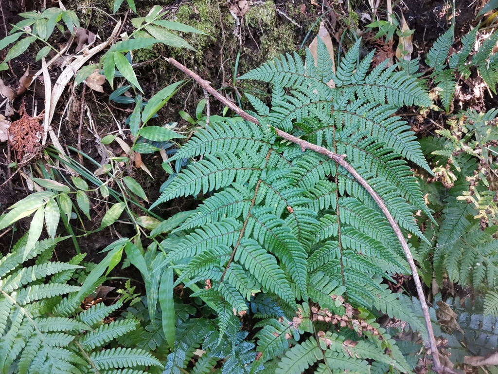 Dryopteris bissetiana (Dryopteris bissetiana)