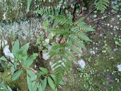 Dryopteris bissetiana (Dryopteris bissetiana)
