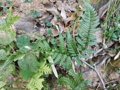 Dryopteris bissetiana (Dryopteris bissetiana)