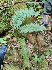 Dryopteris cambrensis (Dryopteris cambrensis)