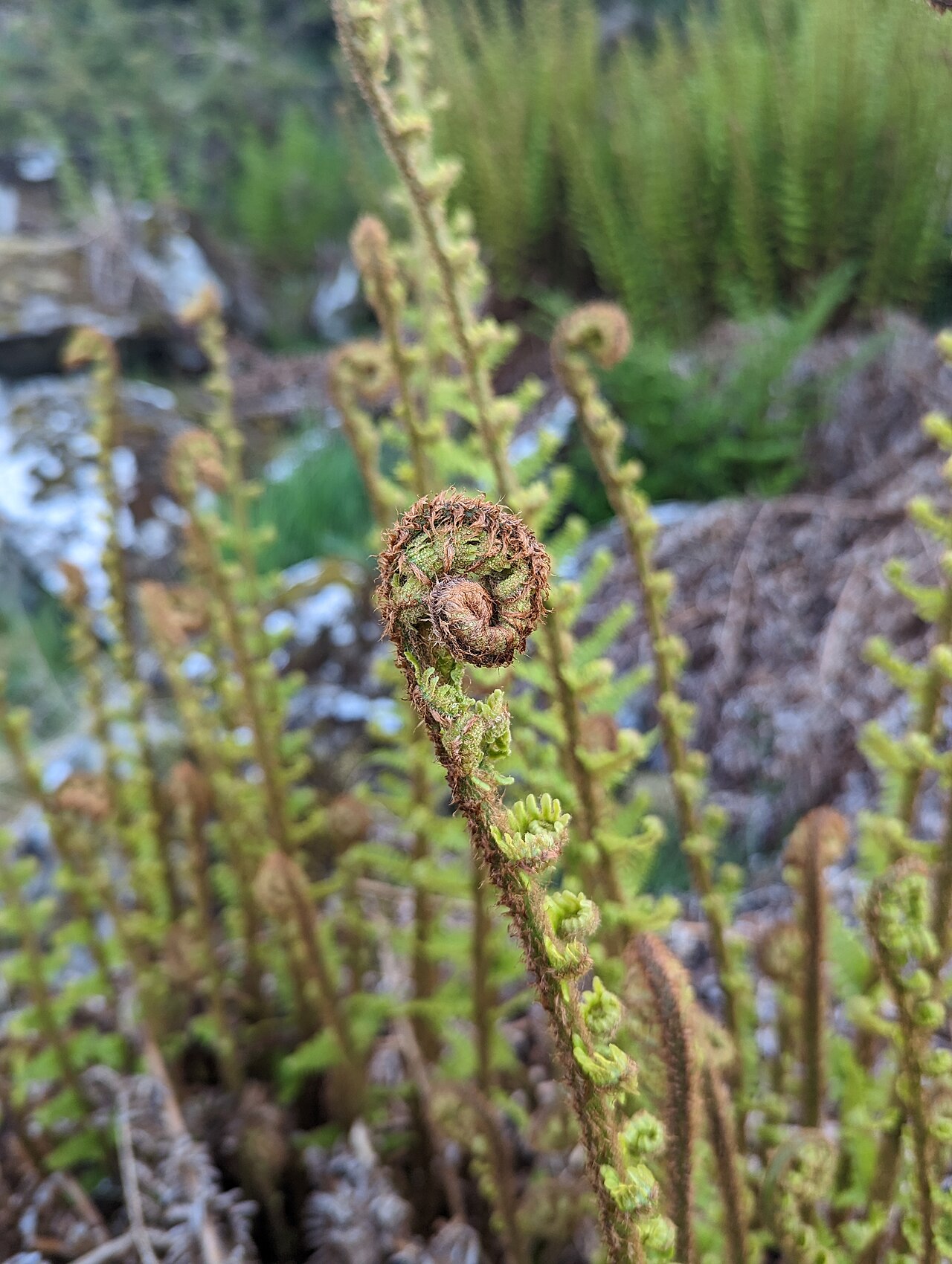 Dryopteris cambrensis: Dryopteris cambrensis, High Crag