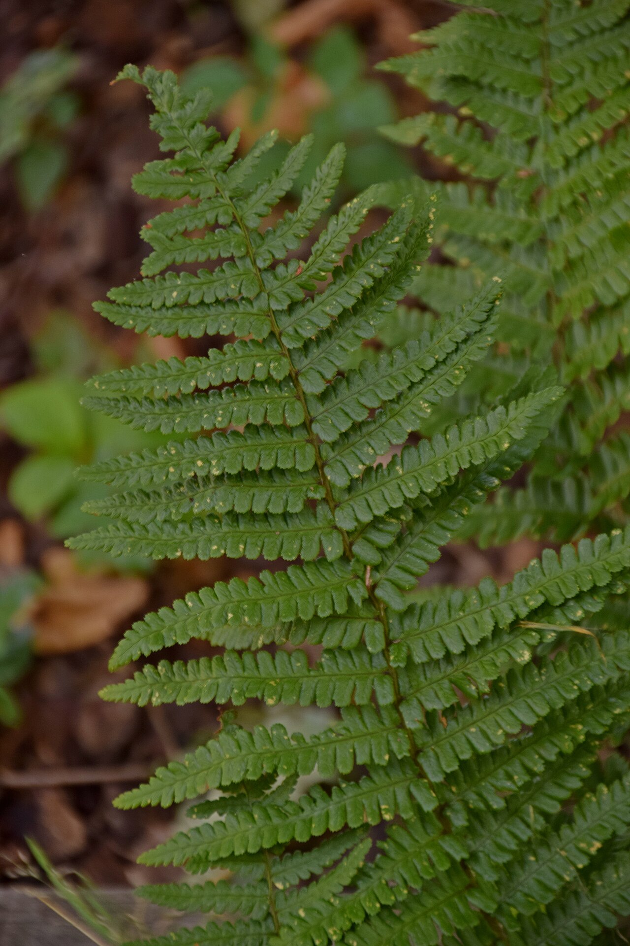 Dryopteris cambrensis: Dryopteris cambrensis in Jardin botanique de la Charme, Clermont-Ferrand, France