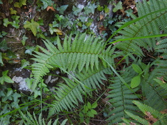 Dryopteris cambrensis (Dryopteris cambrensis)