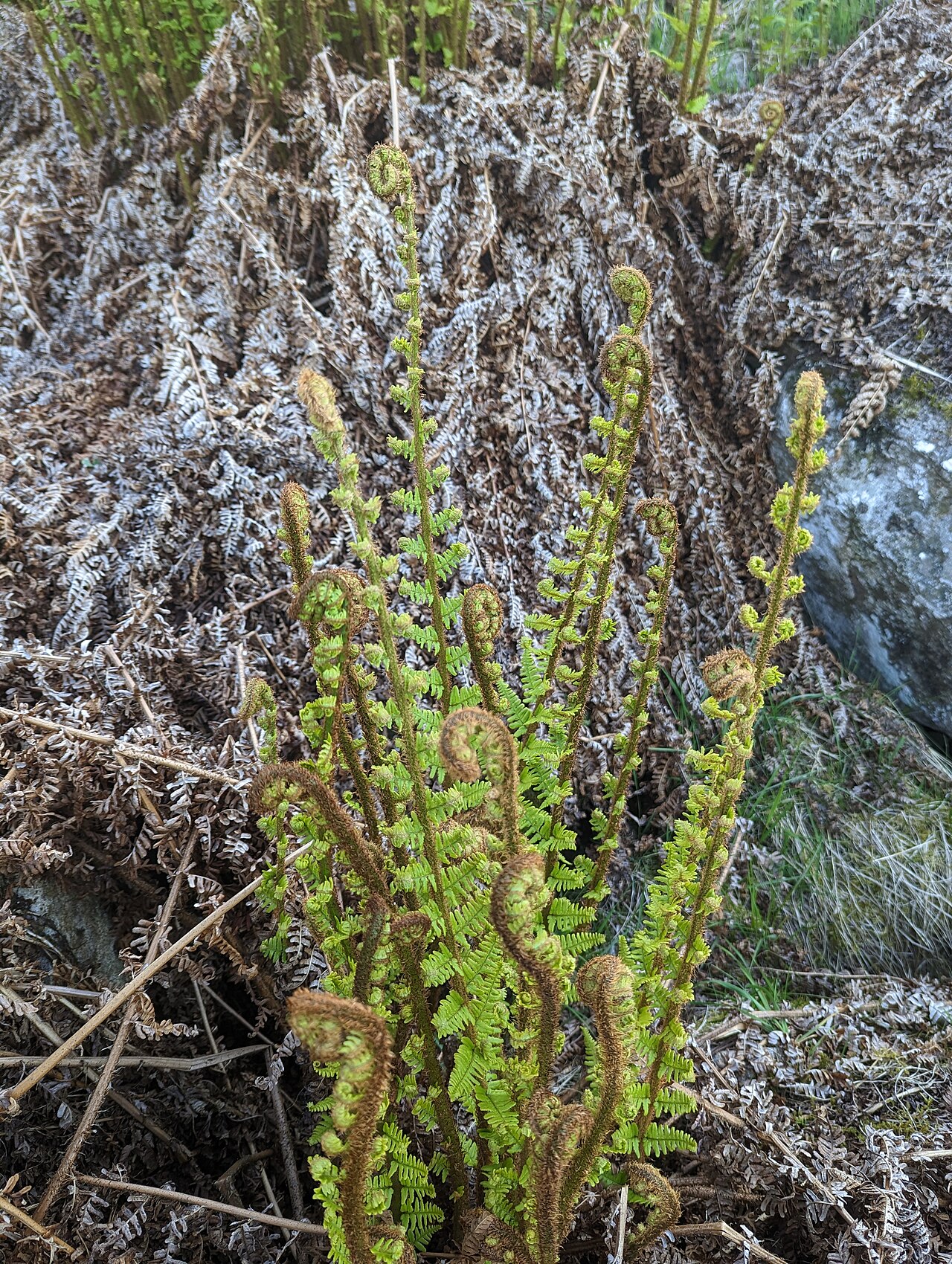 Dryopteris cambrensis: Dryopteris cambrensis, High Crag_2