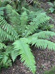 Dryopteris cambrensis (Dryopteris cambrensis)