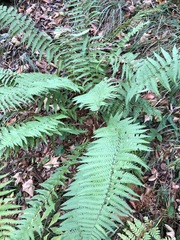 Dryopteris cambrensis (Dryopteris cambrensis)