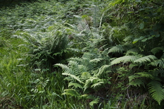 Dryopteris cambrensis (Dryopteris cambrensis)