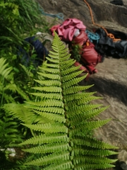 Dryopteris cambrensis (Dryopteris cambrensis)