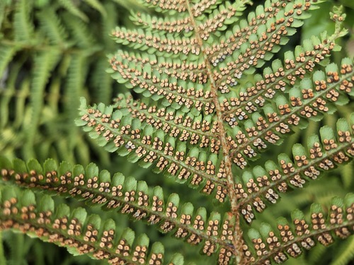 Dryopteris cambrensis (Dryopteris cambrensis)