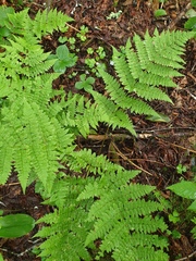Mountain woodfern (Dryopteris campyloptera)