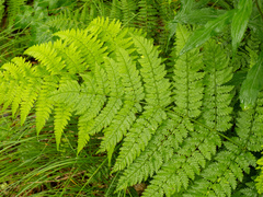 Mountain woodfern (Dryopteris campyloptera)