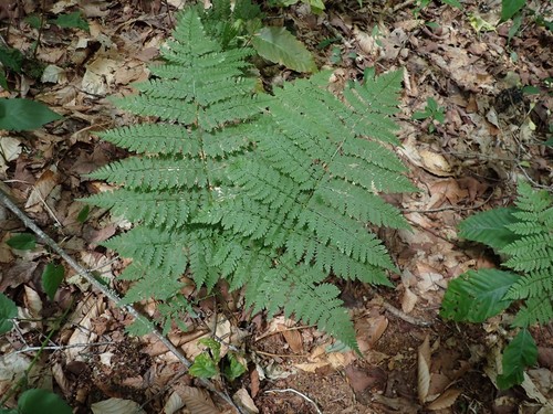 Mountain woodfern (Dryopteris campyloptera)