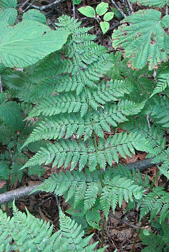 Mountain woodfern: Frond of mountain wood fern ( Dryopteris campyloptera ), showing prominent basiscopic basal pinnules offset from accompanying acroscopic pinnules. Taken in Wind