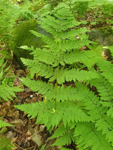Mountain woodfern (Dryopteris campyloptera)