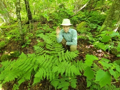 Mountain woodfern (Dryopteris campyloptera)