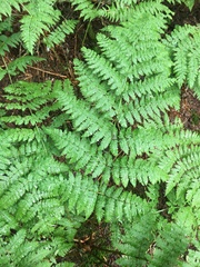 Mountain woodfern (Dryopteris campyloptera)