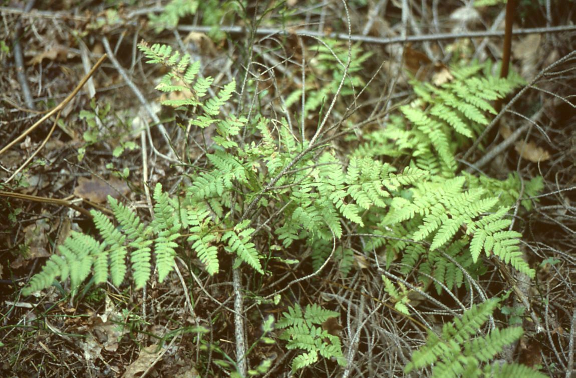 Spinulose woodfern: Kleiner Dornfarn ( Dryopteris carthusiana (Vill.) H.P.Fuchs), Schildfarngewächse (Aspidiaceae) - Österreich/Austria/Autriche: Kärnten, Dobrowa bei Völkermarkt
