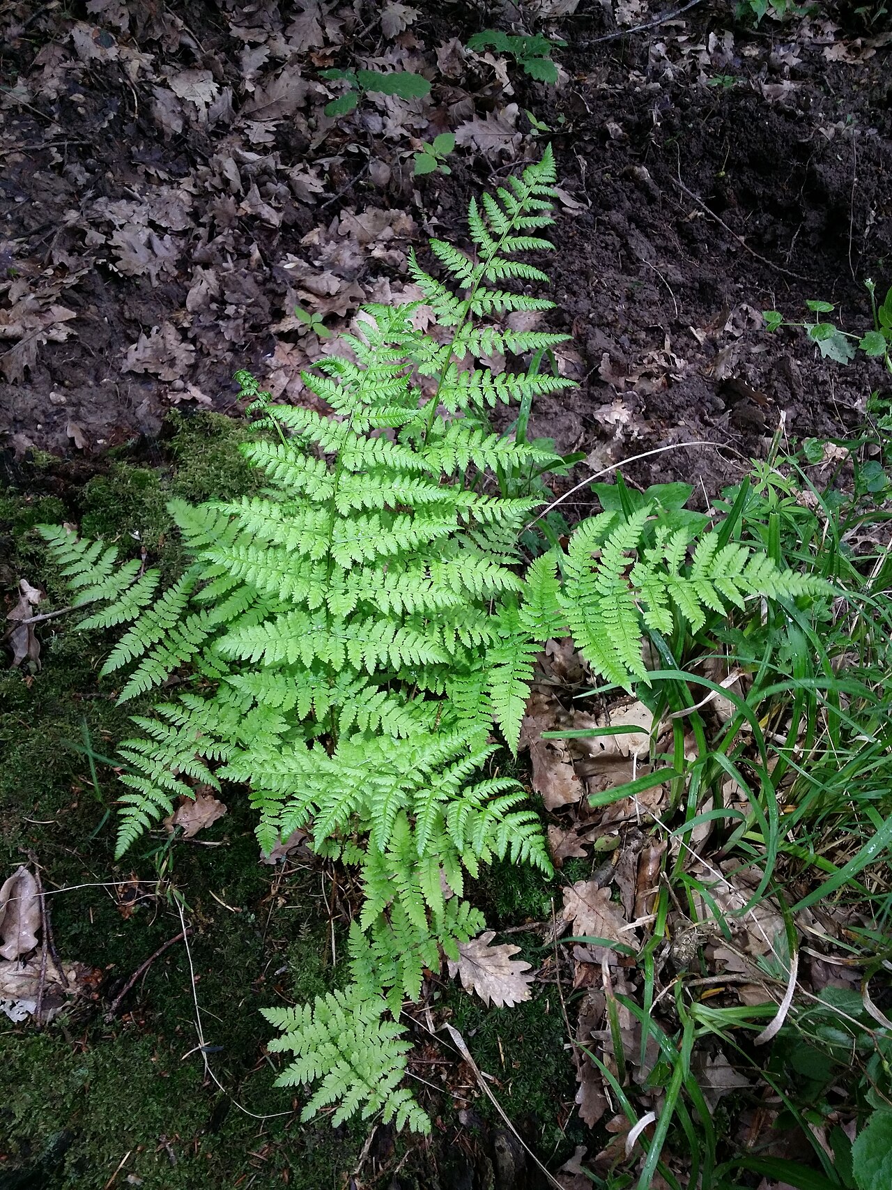 Spinulose woodfern: Habitus Taxonym: Dryopteris carthusiana ss Fischer et al. EfÖLS 2008 ISBN 978-3-85474-187-9 Location: Glasweiner Wald west of Rieplkreuz, district Hollabrunn, L