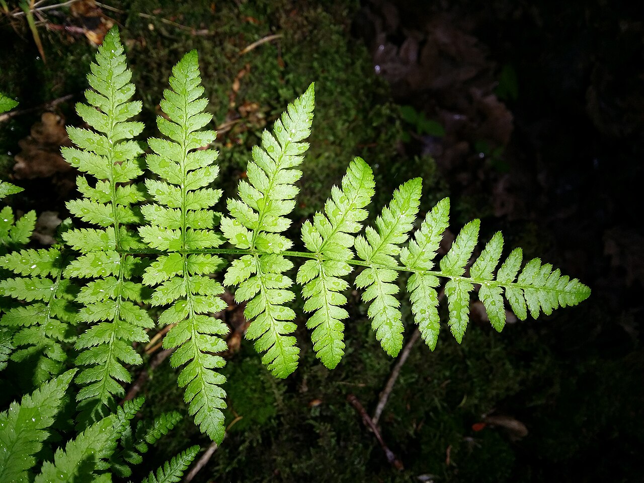 Spinulose woodfern: Leaf (top side) Taxonym: Dryopteris carthusiana ss Fischer et al. EfÖLS 2008 ISBN 978-3-85474-187-9 Location: Glasweiner Wald west of Rieplkreuz, district Holla