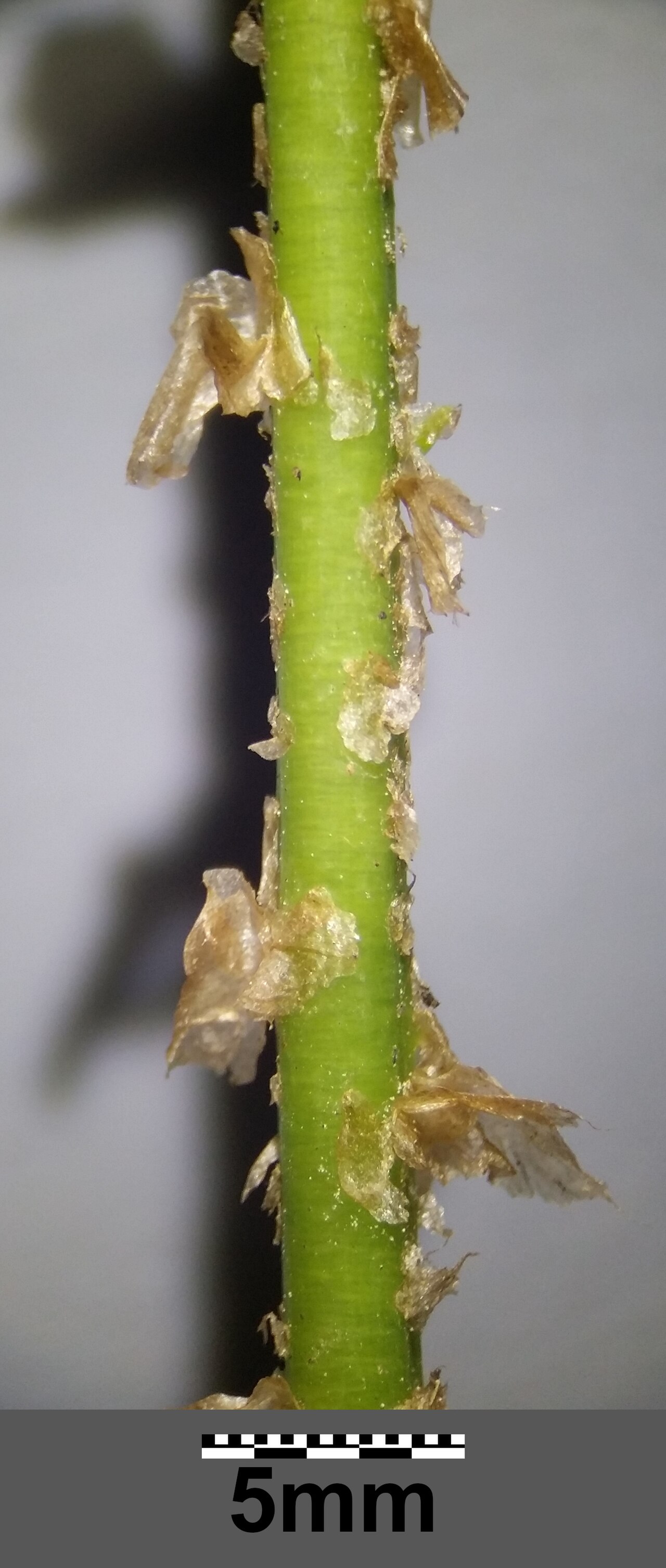 Spinulose woodfern: Petiole with scales Taxonym: Dryopteris carthusiana ss Fischer et al. EfÖLS 2008 ISBN 978-3-85474-187-9 Location: Glasweiner Wald west of Rieplkreuz, district H