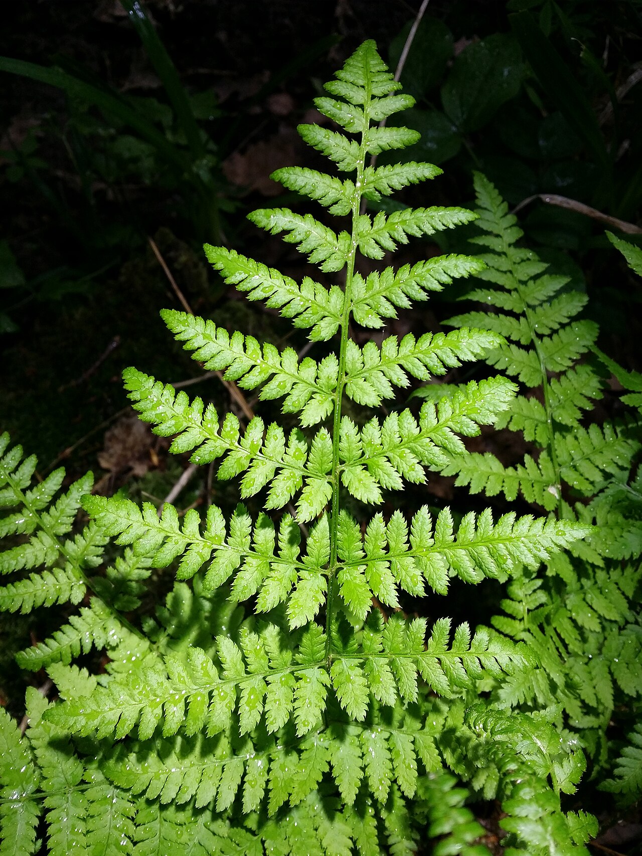 Spinulose woodfern: Leaf (top side) Taxonym: Dryopteris carthusiana ss Fischer et al. EfÖLS 2008 ISBN 978-3-85474-187-9 Location: Glasweiner Wald west of Rieplkreuz, district Holla