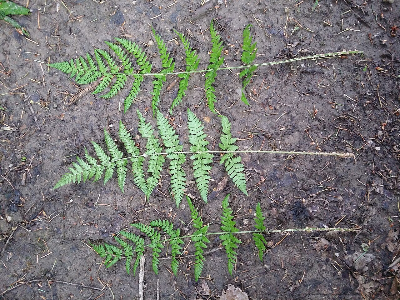 Spinulose woodfern: Leaves Taxonym: Dryopteris carthusiana ss Fischer et al. EfÖLS 2008 ISBN 978-3-85474-187-9 Location: Glasweiner Wald west of Rieplkreuz, district Hollabrunn, Lo