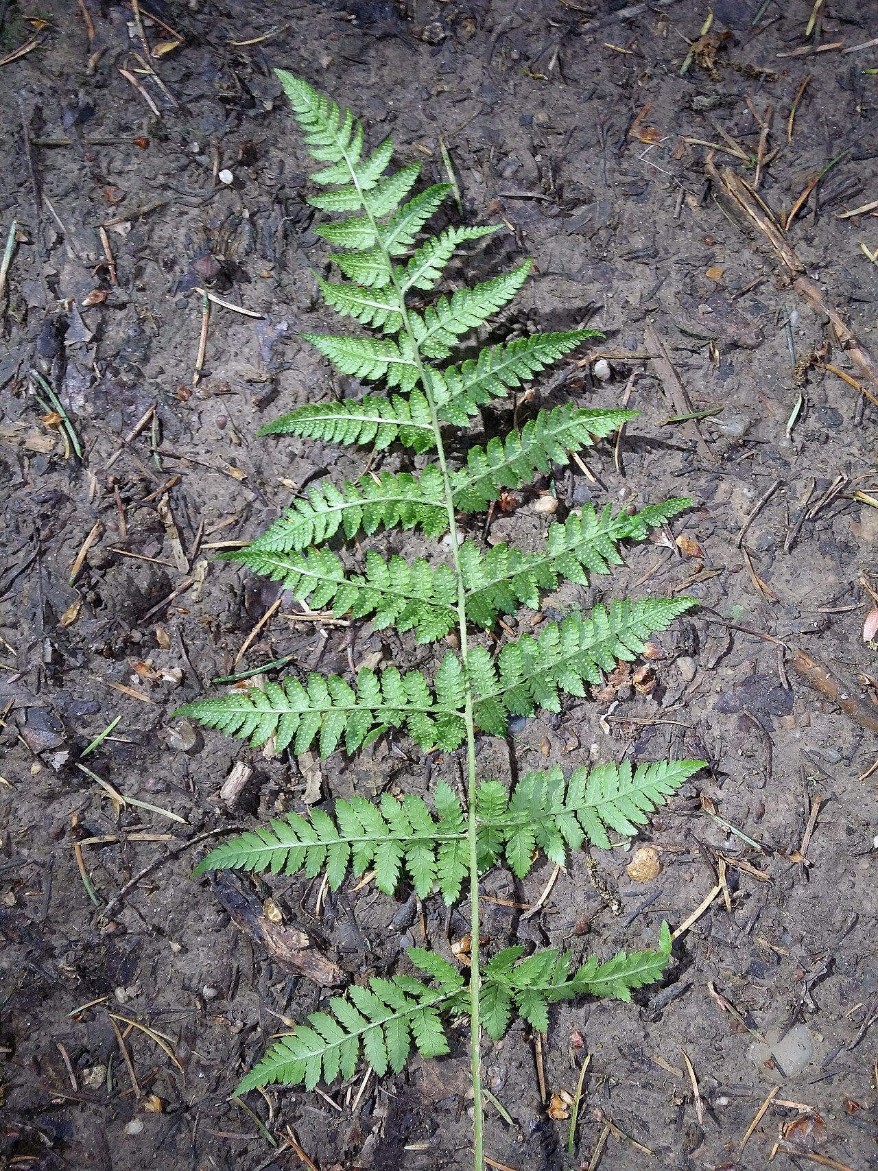 Spinulose woodfern: Leaf (bottom side) Taxonym: Dryopteris carthusiana ss Fischer et al. EfÖLS 2008 ISBN 978-3-85474-187-9 Location: Glasweiner Wald west of Rieplkreuz, district Ho