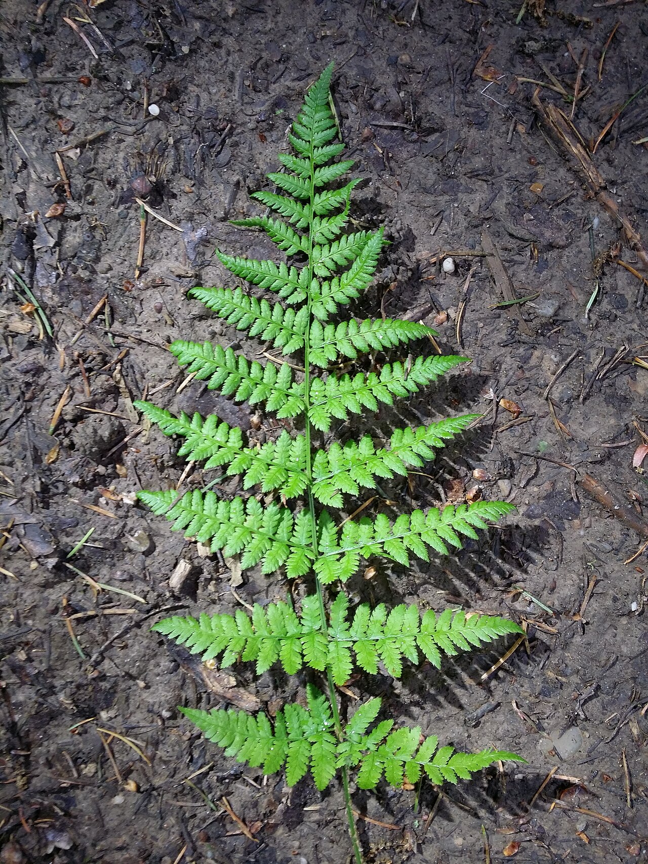 Spinulose woodfern: Leaf (top side) Taxonym: Dryopteris carthusiana ss Fischer et al. EfÖLS 2008 ISBN 978-3-85474-187-9 Location: Glasweiner Wald west of Rieplkreuz, district Holla