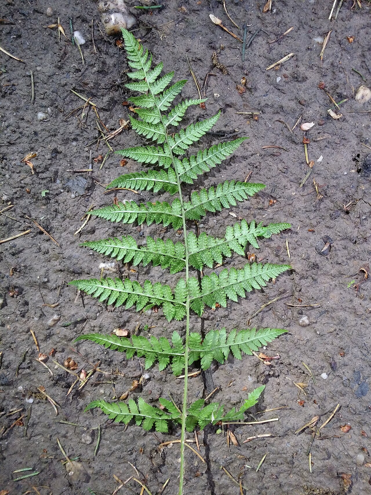 Spinulose woodfern: Leaf (bottom side) Taxonym: Dryopteris carthusiana ss Fischer et al. EfÖLS 2008 ISBN 978-3-85474-187-9 Location: Glasweiner Wald west of Rieplkreuz, district Ho